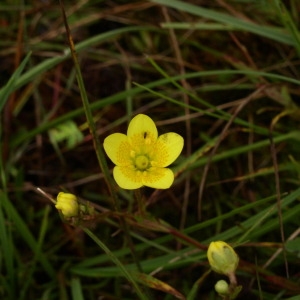 Photographie n°146201 du taxon Saxifraga hirculus L. [1753]