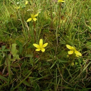  - Saxifraga hirculus L. [1753]