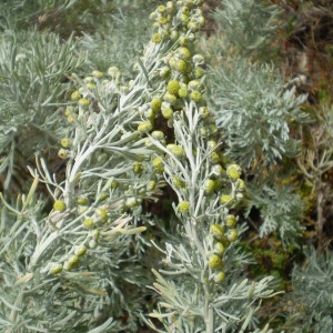 Photographie n°146220 du taxon Artemisia arborescens (Vaill.) L. [1763]