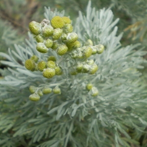 Photographie n°146221 du taxon Artemisia arborescens (Vaill.) L. [1763]