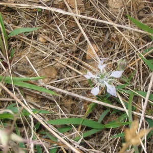 Photographie n°146225 du taxon Nigella arvensis L. [1753]