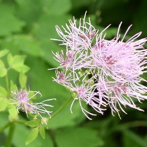 Photographie n°146229 du taxon Thalictrum aquilegiifolium L. [1753]