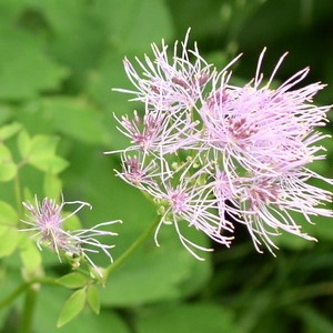 Photographie n°146230 du taxon Thalictrum aquilegiifolium L. [1753]