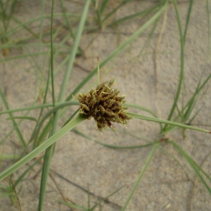 Photographie n°146231 du taxon Cyperus capitatus Vand. [1771]