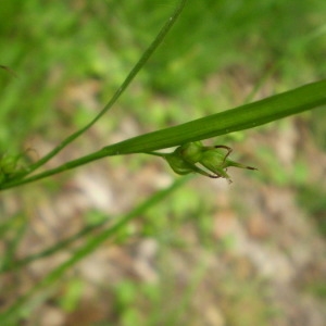 Photographie n°146238 du taxon Carex depauperata Curtis ex With. [1787]