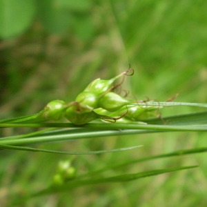 Photographie n°146239 du taxon Carex depauperata Curtis ex With. [1787]