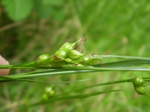 Christophe GIROD, le 17 novembre 2008 (Fontainebleau (BelleCroix))
