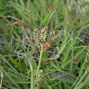  - Carex bicolor All. [1785]