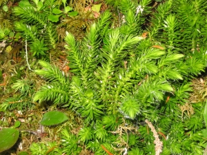 Christophe GIROD, le 14 juillet 2005 (Pralognan-la-Vanoise (Forêt d'Isertan))