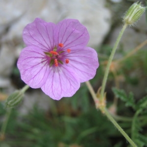 Photographie n°146297 du taxon Erodium foetidum (L.) L'Hér. [1802]