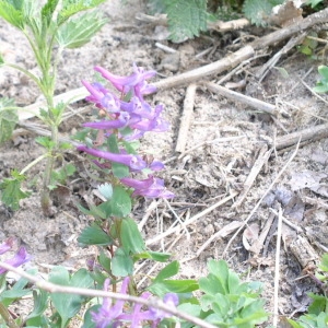 Photographie n°146301 du taxon Corydalis solida (L.) Clairv. [1811]