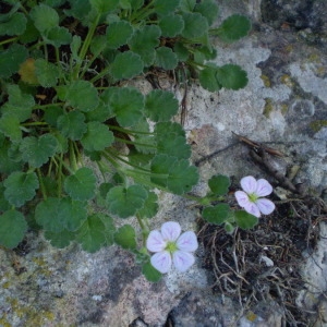 Photographie n°146303 du taxon Erodium corsicum Léman [1805]