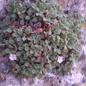 Photographie n°146304 du taxon Erodium corsicum Léman [1805]
