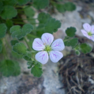 Photographie n°146305 du taxon Erodium corsicum Léman [1805]