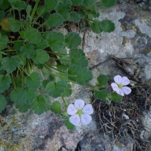 Photographie n°146306 du taxon Erodium corsicum Léman [1805]