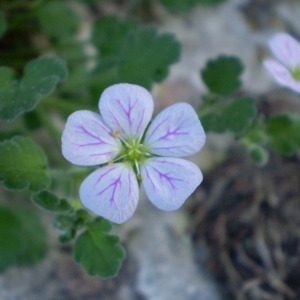 Photographie n°146307 du taxon Erodium corsicum Léman [1805]