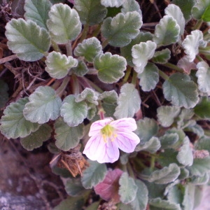 Photographie n°146308 du taxon Erodium corsicum Léman [1805]