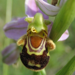 Photographie n°146309 du taxon Ophrys apifera Huds. [1762]