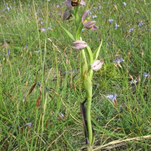 Photographie n°146310 du taxon Ophrys apifera Huds. [1762]