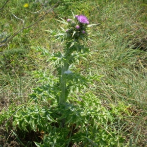  - Carduus cephalanthus Viv. [1824]