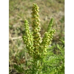 Ambrosia tenuifolia Spreng. (Ambroisie à petites feuilles)