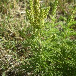 Photographie n°146317 du taxon Ambrosia tenuifolia Spreng. [1826]