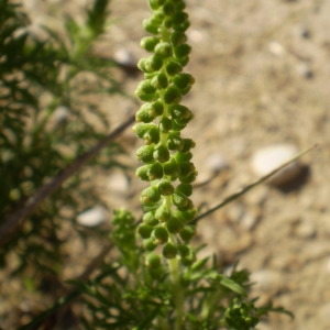 Photographie n°146319 du taxon Ambrosia tenuifolia Spreng. [1826]