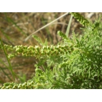 Ambrosia tenuifolia Spreng. (Ambroisie à petites feuilles)