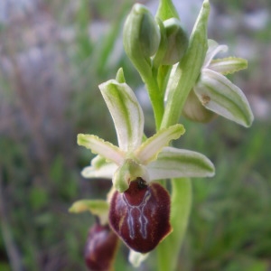 Photographie n°146322 du taxon Ophrys exaltata Ten. [1819]