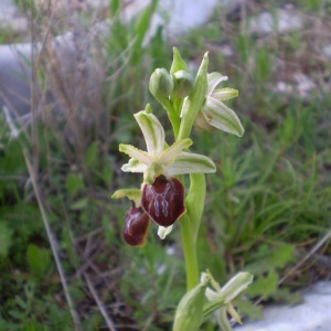 Photographie n°146323 du taxon Ophrys exaltata Ten. [1819]