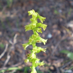  - Gennaria diphylla (Link) Parl. [1860]