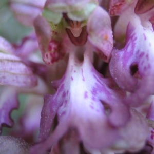 Photographie n°146337 du taxon Himantoglossum robertianum (Loisel.) P.Delforge [1999]