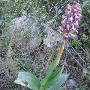 Photographie n°146338 du taxon Himantoglossum robertianum (Loisel.) P.Delforge [1999]