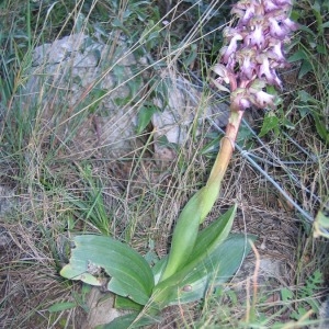 Photographie n°146339 du taxon Himantoglossum robertianum (Loisel.) P.Delforge [1999]