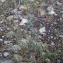  Christophe GIROD - Epipactis microphylla (Ehrh.) Sw. [1800]