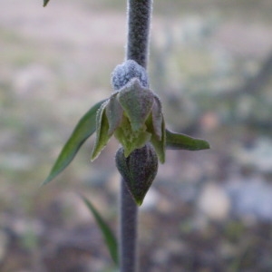 Photographie n°146344 du taxon Epipactis microphylla (Ehrh.) Sw. [1800]