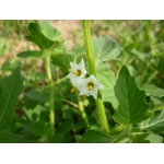 Solanum physalifolium Rusby