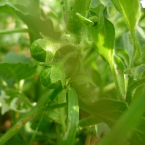  - Solanum physalifolium Rusby [1895]