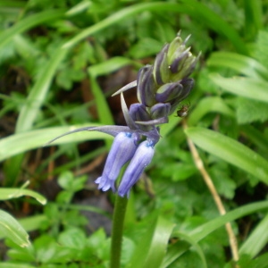 Photographie n°146353 du taxon Hyacinthoides non-scripta (L.) Chouard ex Rothm. [1944]