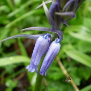 Photographie n°146354 du taxon Hyacinthoides non-scripta (L.) Chouard ex Rothm. [1944]