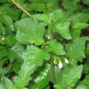 Photographie n°146356 du taxon Solanum nigrum L. [1753]