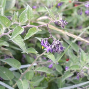 Photographie n°146360 du taxon Solanum dulcamara L. [1753]