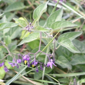 Photographie n°146361 du taxon Solanum dulcamara L. [1753]