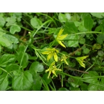 Ornithoxanthum spathaceum (Hayne) Link (Gagée à spathe)