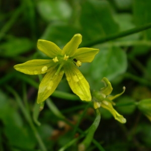 Photographie n°146365 du taxon Gagea spathacea (Hayne) Salisb. [1806]