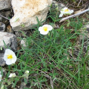 Photographie n°146375 du taxon Helianthemum apenninum (L.) Mill. [1768]