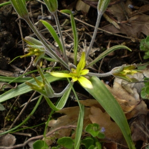 Photographie n°146393 du taxon Gagea villosa (M.Bieb.) Sweet [1826]