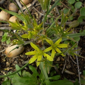 Photographie n°146396 du taxon Gagea villosa (M.Bieb.) Sweet [1826]