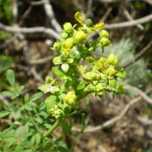 Photographie n°146400 du taxon Ruta chalepensis L. [1767]