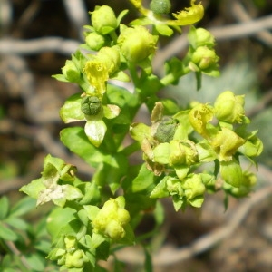 Photographie n°146403 du taxon Ruta chalepensis L. [1767]